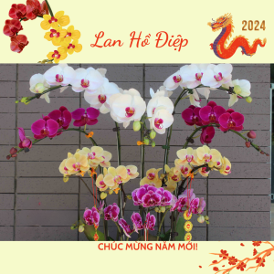 lan hồ điệp chưng tết