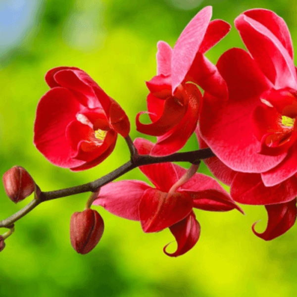 ý nghĩa của hoa lan hồ điệp đỏ
